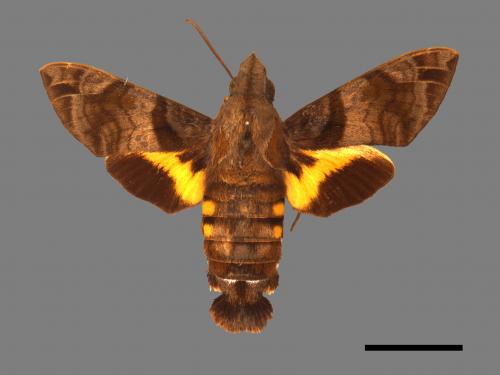 Macroglossum pyrrhosticta[黃斑長喙天蛾][00016516]