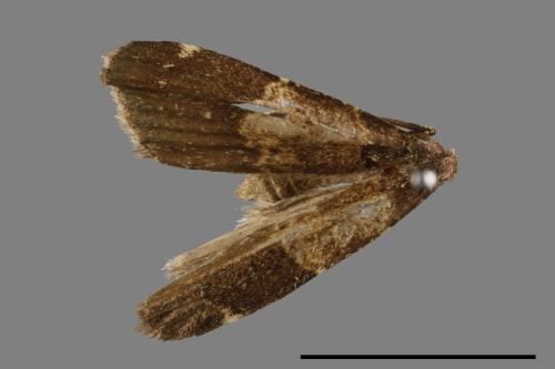 <已分類>Family：Noctuidae[夜蛾科][00010834]