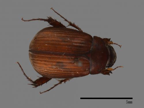 <已分類>Family：Scarabaeidae[金龜子科][00026256]