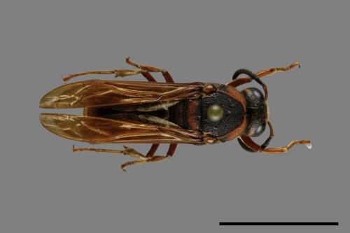 Anterhynchium flavomarginatum formosicola[黃緣蜾嬴][00073518]