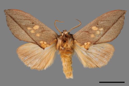 Togaritensha curvilinea[00056231]
