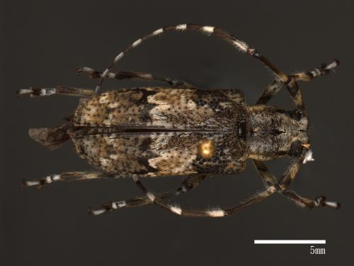 Mesoereis koshunensis koshunensis[恆春大星斑天牛][00080706]