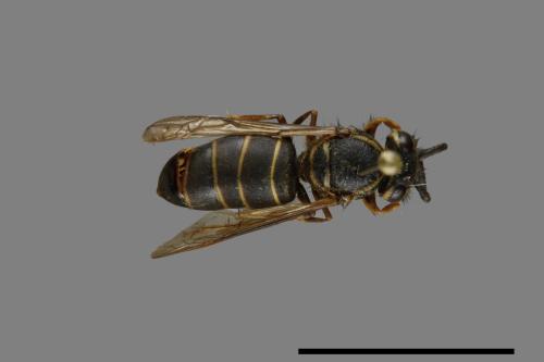 Vespula flaviceps[細黃胡蜂][00073274]