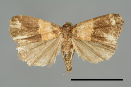<已分類>Family：Noctuidae[夜蛾科][00011031]