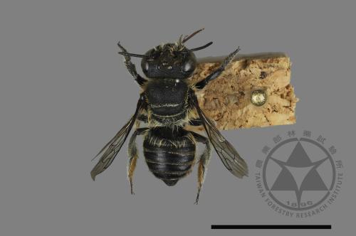 <已分類>Genus：Megachile[切葉蜂屬][00197214]