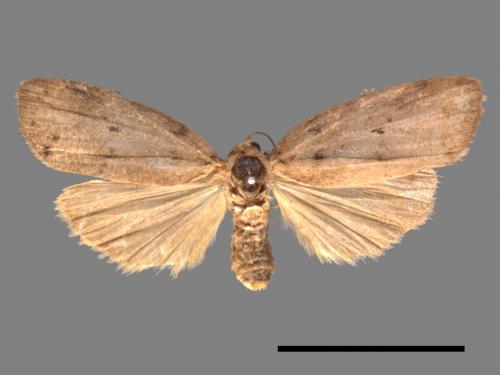 Eugoa grisea[雙點良苔蛾][00051714]