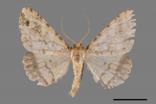 Arichanna amoena[中國星尺蛾][00045696]