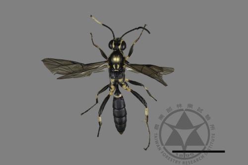 <已分類>Family：Ichneumonidae[姬蜂科][00197780]