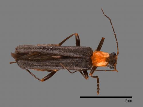 <已分類>Family：Cantharidae[菊虎科][00084414]
