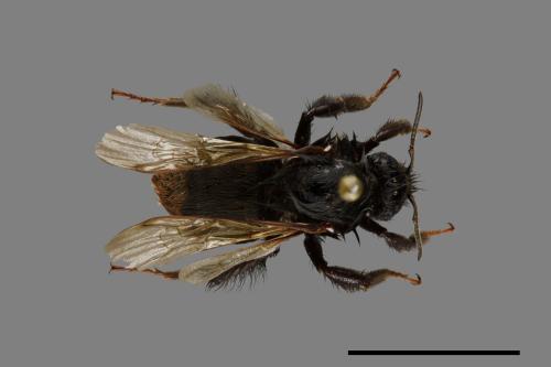 Bombus trifasciatus[威氏熊蜂][00072356]