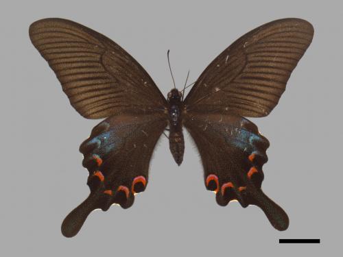 Papilio bianor thrasymedes[烏鴉鳳蝶][00013878]