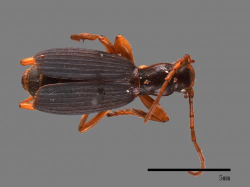 <已分類>Family：Carabidae[步行蟲科][00081957]