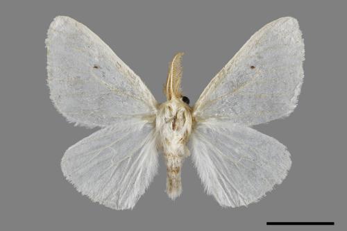Arctornis cygna[小點白毒蛾][00042800]