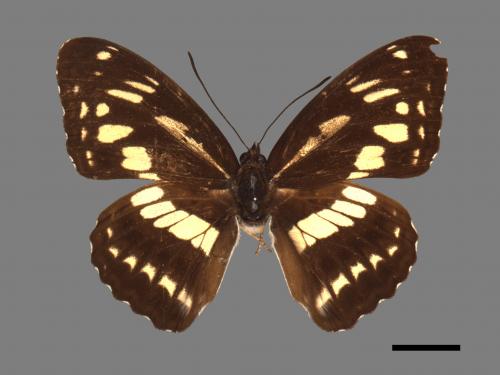Limenitis sulpitia tricula[臺灣星三線蝶][00015138]