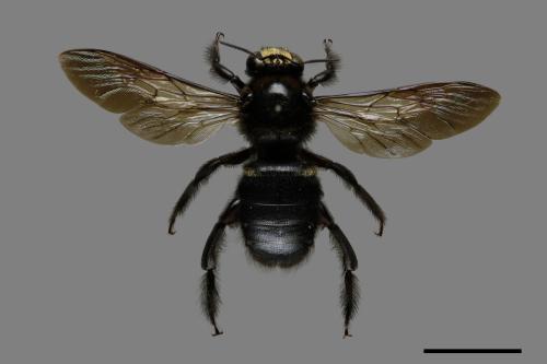 Xylocopa tranquebarorum[銅翼眥木蜂][00075620]