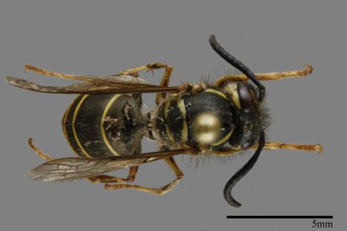 Vespula flaviceps[細黃胡蜂][00120609]