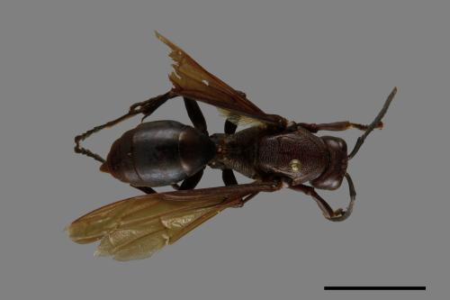 Polistes gigas[巨長腳蜂][00074394]