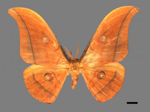 Antheraea yamamai superba[大透目天蠶蛾][00016129]