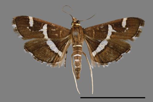 Hymenia perspectalis[00064839]