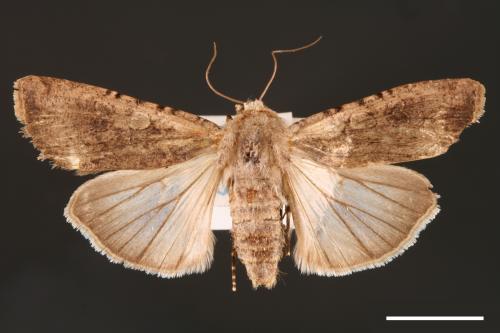 Peridroma saucia[雜色夜蛾][00000749]