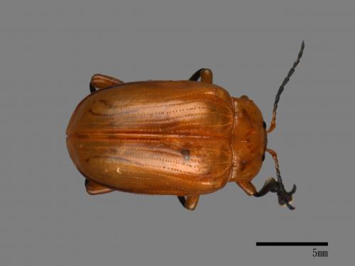 <已分類>Family：Chrysomelidae[金花蟲科][00082944]