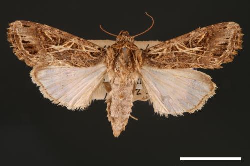 Spodoptera litura[斜紋夜蛾][00002847]