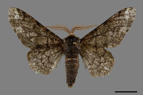 Biston robustus subrobustus[白頂突峰尺蛾][00094808]