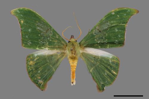 Tanaorhinus viridiluteatus[雙點鐮翅青尺蛾][00019843]