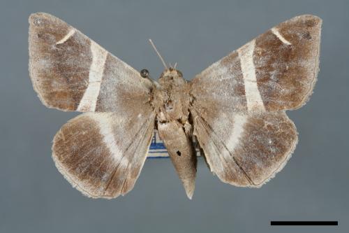 Dysgonia arctotaenia[00005644]