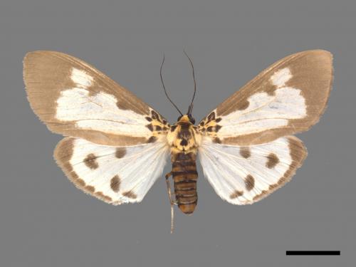 Asota plana lacteata[長斑擬燈蛾][00058609]