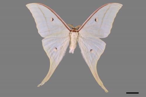 Actias selene ningpoana[長尾水青蛾][00016310]