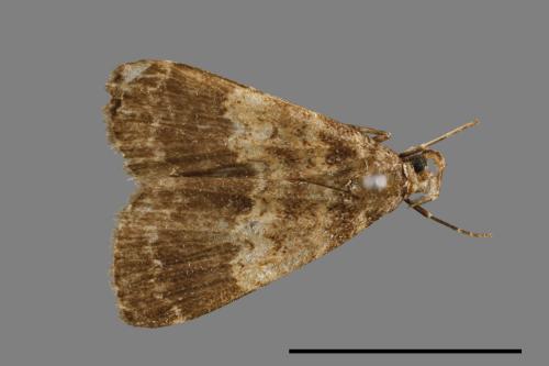 <已分類>Family：Noctuidae[夜蛾科][00010763]