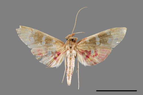 <已分類>Family：Crambidae[草螟科][00065550]