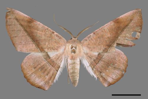 Sarcinodes yayeyamanus[一線沙尺蛾][00045861]