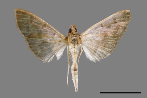 <已分類>Family：Crambidae[草螟科][00031308]