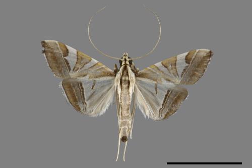 <已分類>Family：Crambidae[草螟科][00100732]