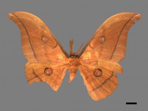 Antheraea yamamai superba[大透目天蠶蛾][00016075]