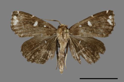 Adrapsa simplex[00093035]