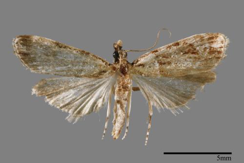 <已分類>Family：Crambidae[草螟科][00064877]