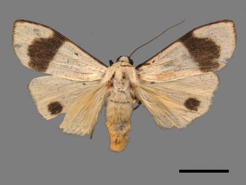 Vamura alboluteora[維黃華苔蛾][00057141]