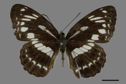 Limenitis sulpitia tricula[臺灣星三線蝶][00094011]