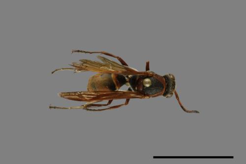 Polistes eboshinus[姬長腳蜂][00073547]