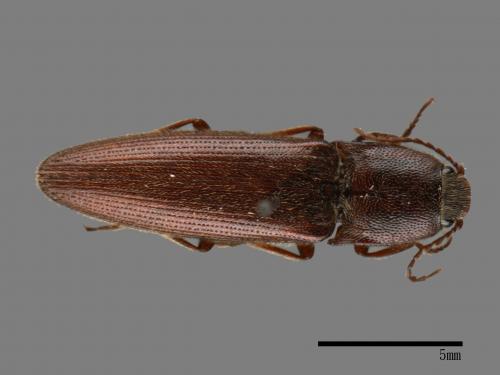 <已分類>Family：Elateridae[叩頭蟲科][00080121]