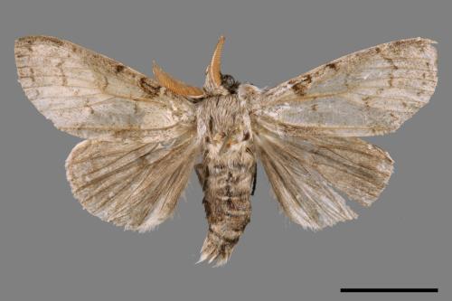 Calliteara postfusca[波茸毒蛾][00039185]