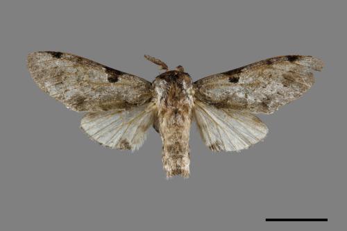 Harpyia microsticta baibarana[小點枝背舟蛾][00071035]