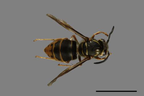Vespula flaviceps[細黃胡蜂][00013234]