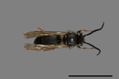 Vespula flaviceps[細黃胡蜂][00073403]