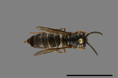 Vespula flaviceps[細黃胡蜂][00073102]