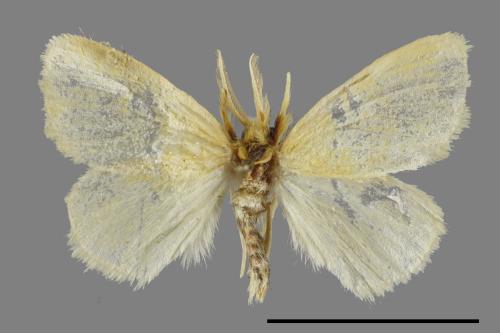 <已分類>Genus：Euproctis[00051364]