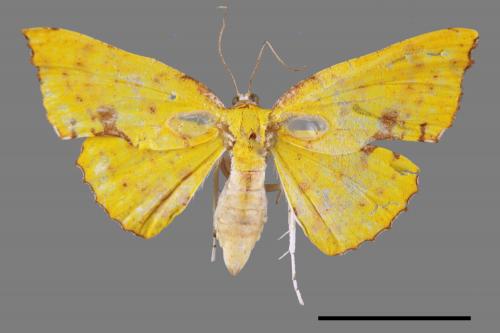 Corymica spatiosa[細紋圓窗黃尺蛾][00056292]